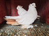 Hungarian house pigeon running pair